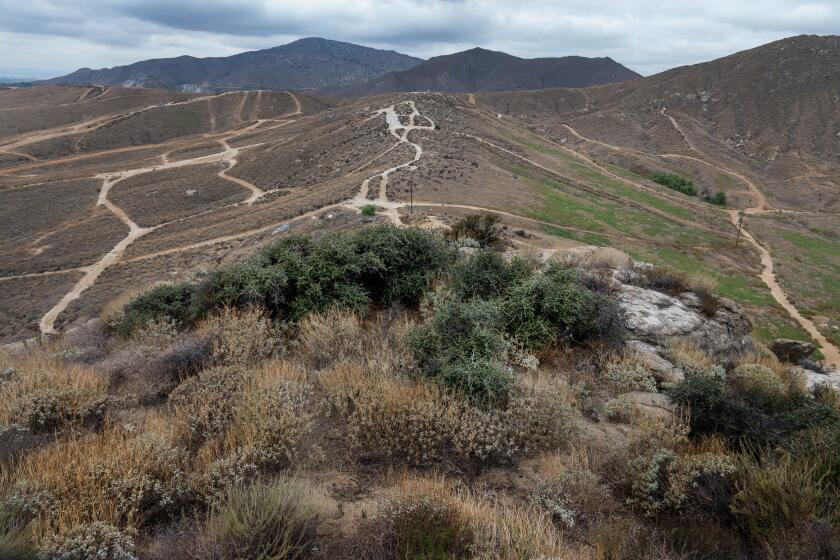 JURUPA VALLEY, CA - OCTOBER 25, 2023: The Palmer's Oak, green spreading shrub, is one of oldest living things on earth and grows inside a rock crevice atop a giant hill above a canyon on October 25, 2023 in Jurupa Valley, California. It's noted to be 13,000 to 18,000 years old but developers are planing to build a giant warehouse, parking lot and homes against the hill where the tree lives. "It's the equivalent of going into Yosemite Valley and putting in a bunch of track homes. It's short sighted and unethical. I would much for the city acknowledging it's here and calling it Palmer's Oak Reserve, " said environmentalist Aaron Echols.(Aaron Echols/California Native Plant Society)