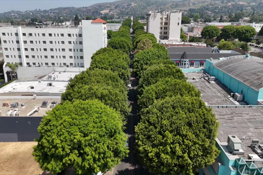 Whittier Ficus Tree