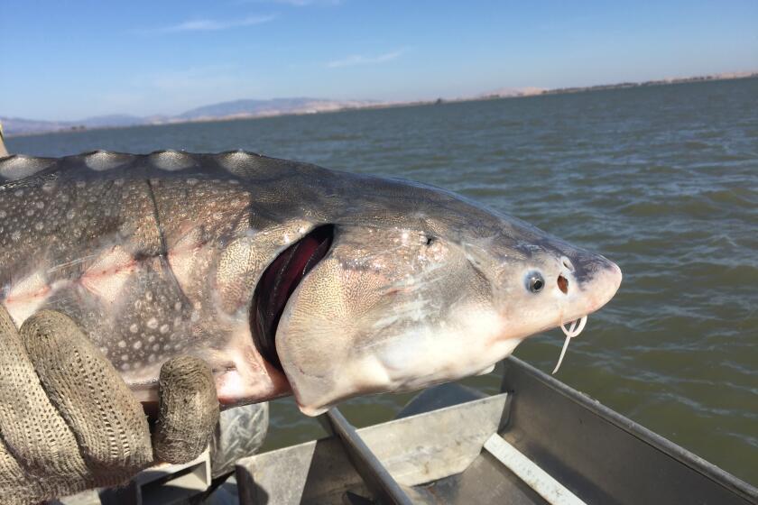 Oct. 2016 photo of a white sturgeon in San Pablo Bay.