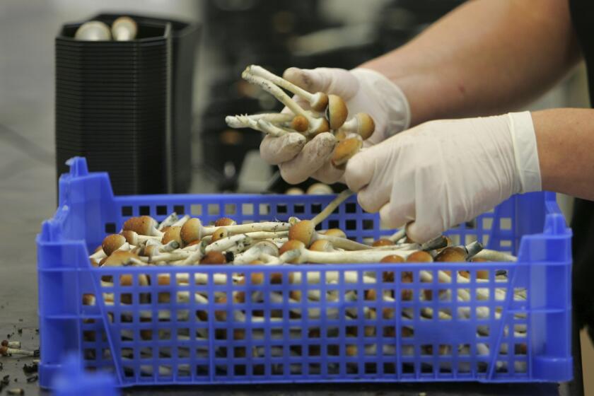 FILE - in this Aug. 3, 2007, file photo Magic mushrooms are being weighed and packaged at the Procare farm in Hazerswoude, central Netherlands. Magic mushrooms and other psychedelic plants and fungi are now effectively decriminalized in Ann Arbor, Mich., at least in terms of city police enforcement priority. City Council voted unanimously Monday night, Sept. 21, 2020 in favor of a resolution declaring it's the city's lowest law enforcement priority to investigate and arrest anyone for planting, cultivating, purchasing, transporting, distributing, engaging in practices with or possessing entheogenic plants or plant compounds. (AP Photo/Peter Dejong, File)