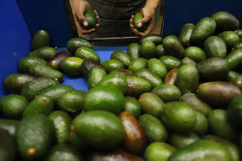 A worker selects avocados at a packing plant in Uruapan, Mexico, Wednesday, Feb. 16, 2022. Mexico has acknowledged that the U.S. government has suspended all imports of Mexican avocados after a U.S. plant safety inspector in Mexico received a threat. (AP Photo/Armando Solis)